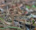 Psathyrella_microrhiza_cg1286s