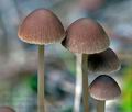 Psathyrella_microrhiza_cg1299s