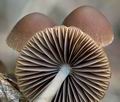 Psathyrella_microrhiza_cg1325s