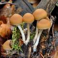 Psathyrella_murcida_bi2860