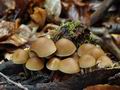 Psathyrella_murcida_bi2869