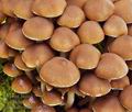 Psathyrella_murcida_bi2931