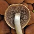 Psathyrella_murcida_bi2933