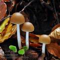 Psathyrella_murcida_bi6188