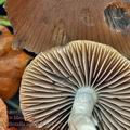 Psathyrella_murcida_bp4775