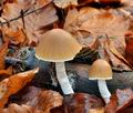 Psathyrella_murcida_bv9204