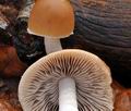 Psathyrella_murcida_bv9213