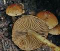 Psathyrella_obtusataxromellii_bi6492