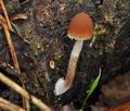 Psathyrella_ocellata_bp3323