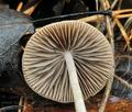 Psathyrella_ocellata_bp3330