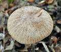 Psathyrella_panaeoloides_bp3714