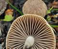 Psathyrella_panaeoloides_bp3717