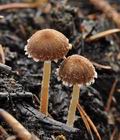 Psathyrella_pennata_bi1285