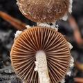 Psathyrella_pennata_bi1289