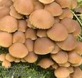 Psathyrella_piluliformis_ac7508