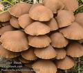 Psathyrella_piluliformis_ac7510