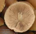 Psathyrella_piluliformis_ac7521