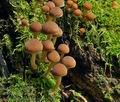 Psathyrella_piluliformis_bs8696