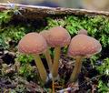 Psathyrella_piluliformis_hy9296