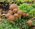 Psathyrella_piluliformis_hy9300