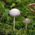 Psathyrella_prona_al9807