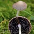 Psathyrella_prona_al9809