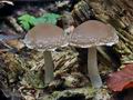 Psathyrella_rostellata_ca3043