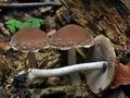 Psathyrella_rostellata_ca3046