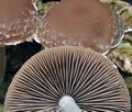 Psathyrella_rostellata_ca3049