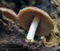 Psathyrella_rostellata_ca3057