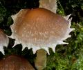 Psathyrella_rostellata_cg2442s