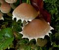 Psathyrella_rostellata_cg2447s