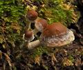 Psathyrella_rostellata_jf9684