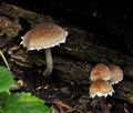 Psathyrella_rostellata_jf9688