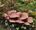 Psathyrella_spadicea_bm7959