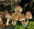 Psathyrella_spintrigeroides_bi4155