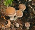 Psathyrella_spintrigeroides_bi4163