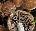 Psathyrella_spintrigeroides_bi4170