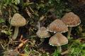 Psathyrella_spintrigeroides_ca2569