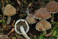 Psathyrella_spintrigeroides_ca2580