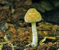 Psathyrella_spintrigeroides_hy9343