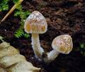 Psathyrella_spintrigeroides_hy9349