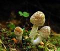 Psathyrella_spintrigeroides_hy9355