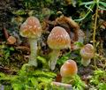 Psathyrella_spintrigeroides_hy9368