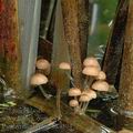 Psathyrella_typhae_ak4804