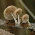 Psathyrella_typhae_ak4824