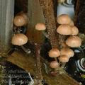 Psathyrella_typhae_ak4827