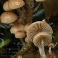 Psathyrella_typhae_ak4837