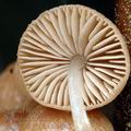 Psathyrella_typhae_ak4845