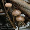 Psathyrella_typhae_ak4865